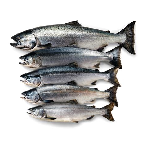 Get to Know the 5 Types of Salmon .